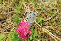 Plebejus idas scudderii
