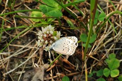Plebejus idas scudderii