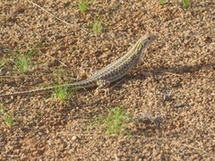 Meroles suborbitalis