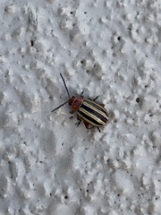 Disonycha admirabila