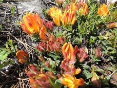 Liparia splendens comantha