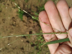 Glyceria notata
