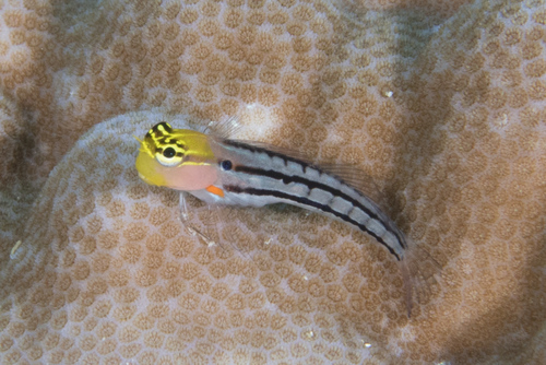 Axelrod's clown blenny (Ecsenius axelrodi) — Blenniidae — 3