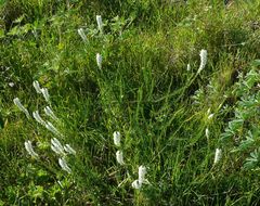 Dischisma ciliatum ciliatum