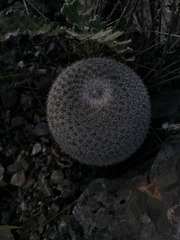 Mammillaria albilanata