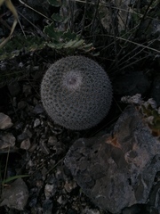 Mammillaria albilanata