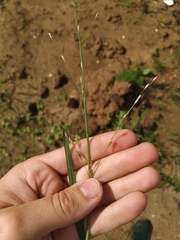Glyceria notata