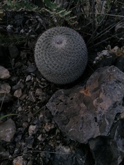 Mammillaria albilanata