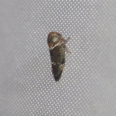 Idioscopus nitidulus