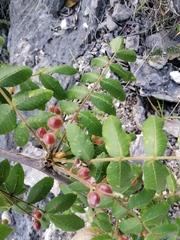 Bursera esparzae
