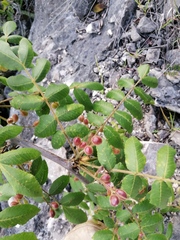 Bursera esparzae