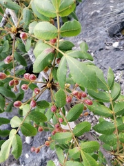 Bursera esparzae