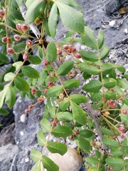 Bursera esparzae