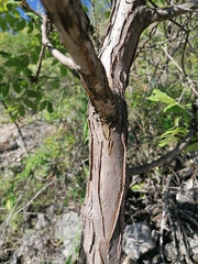 Bursera esparzae