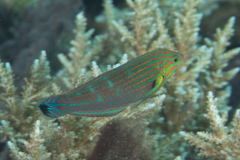 Halichoeres melanurus