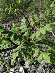 Bursera esparzae
