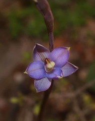 Thelymitra hatchii