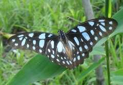 Graphium leonidas leonidas
