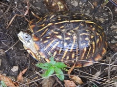 Terrapene ornata