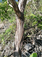 Bursera esparzae