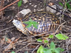 Terrapene ornata