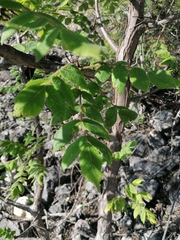 Bursera esparzae
