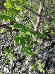 Bursera esparzae