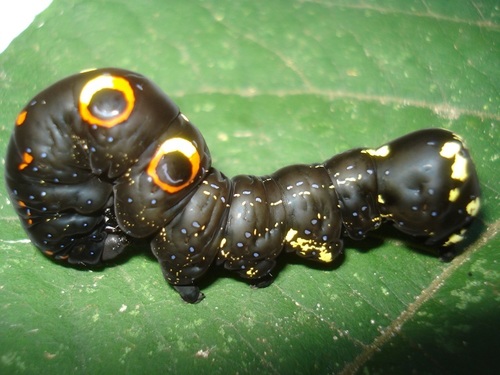 Dot-underwing Moth