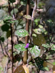 Hypoestes phyllostachya
