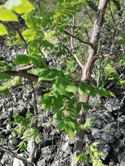 Bursera esparzae