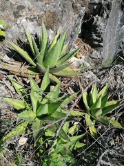 Agave kerchovei