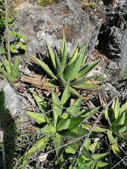 Agave kerchovei