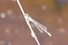 Ischnura perparva