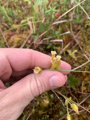 Gentiana douglasiana