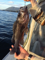 Sebastes melanops