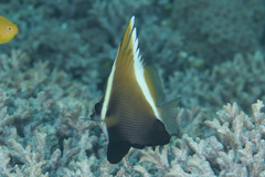 Heniochus varius