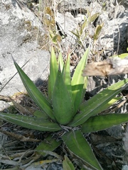 Agave kerchovei