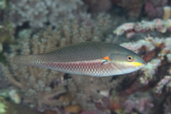 Orange-Axil Wrasse photo 2