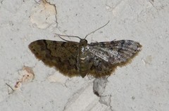 Idaea pervertipennis