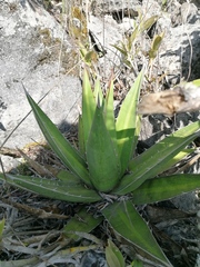 Agave kerchovei