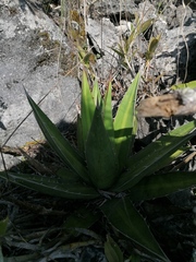 Agave kerchovei