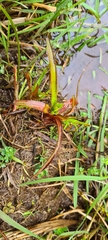 Juncus lomatophyllus