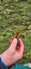 Juncus lomatophyllus
