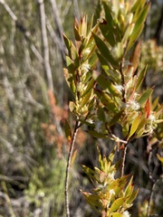 Styphelia appressa