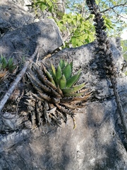 Agave kerchovei