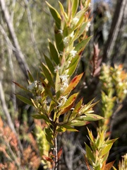 Styphelia appressa