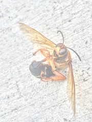 Sphecius speciosus
