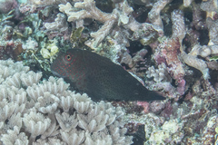 Cirripectes springeri