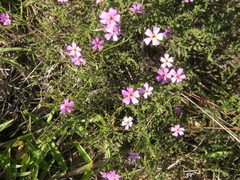 Jamesbrittenia calciphila