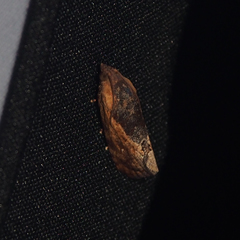 Cryptophlebia ombrodelta